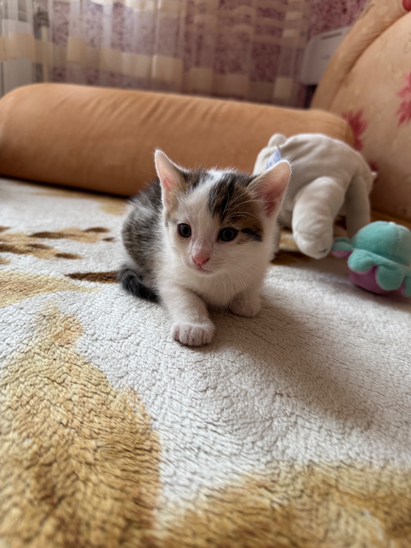 Кошенята хлопчики