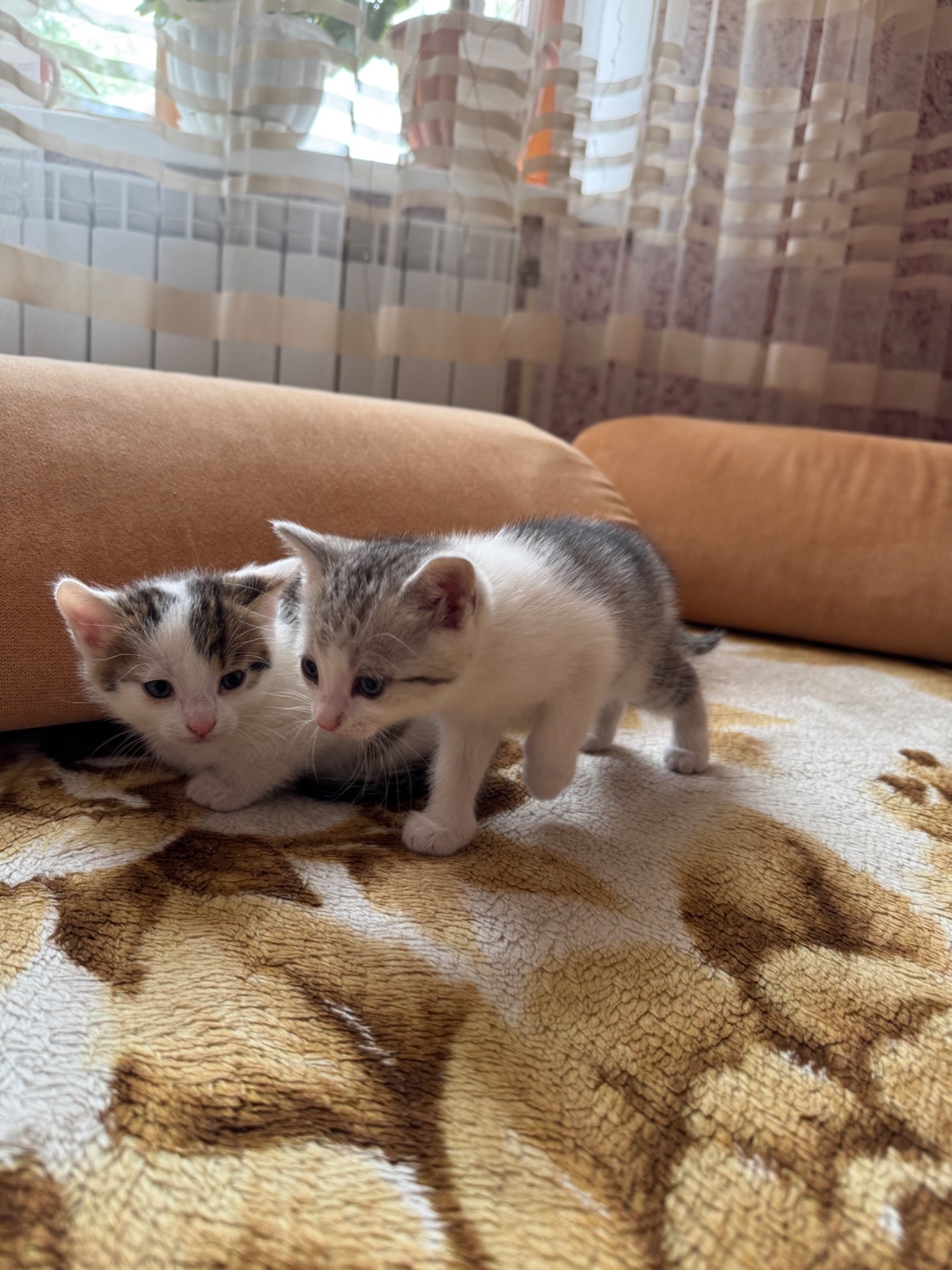 Кошенята хлопчики