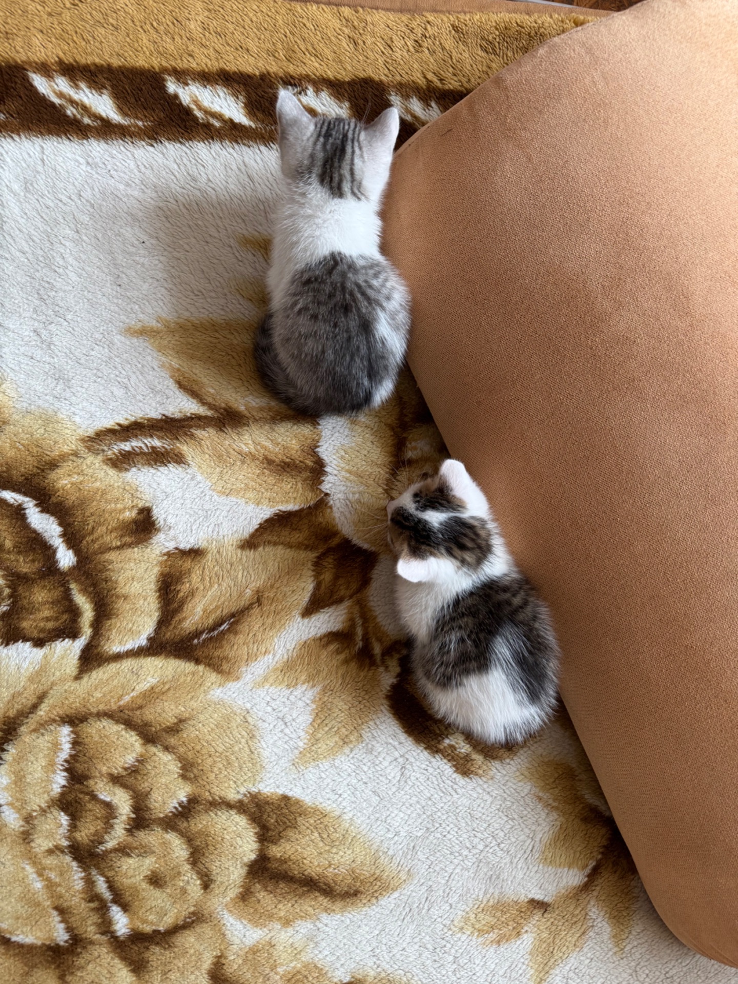 Кошенята хлопчики