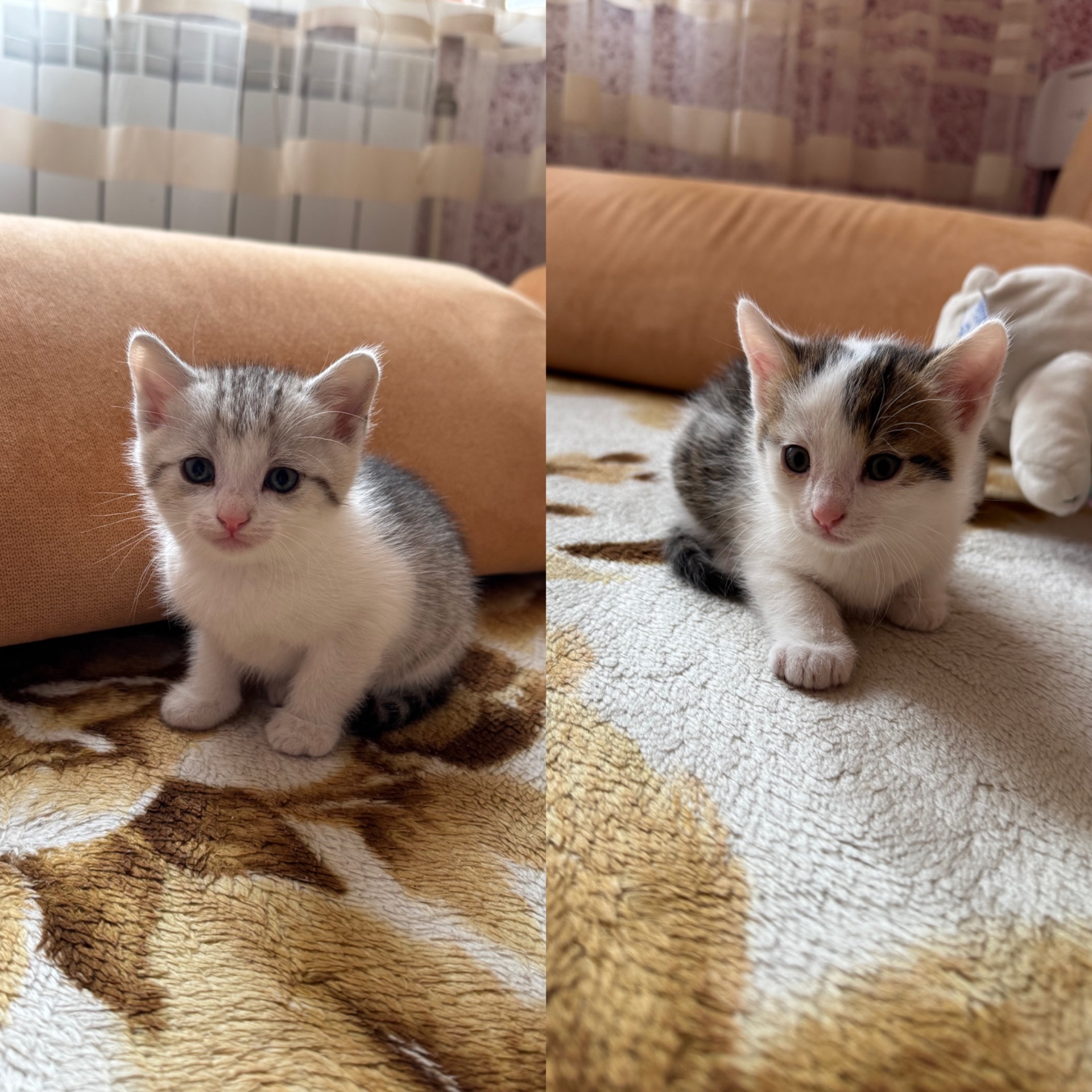 Кошенята хлопчики