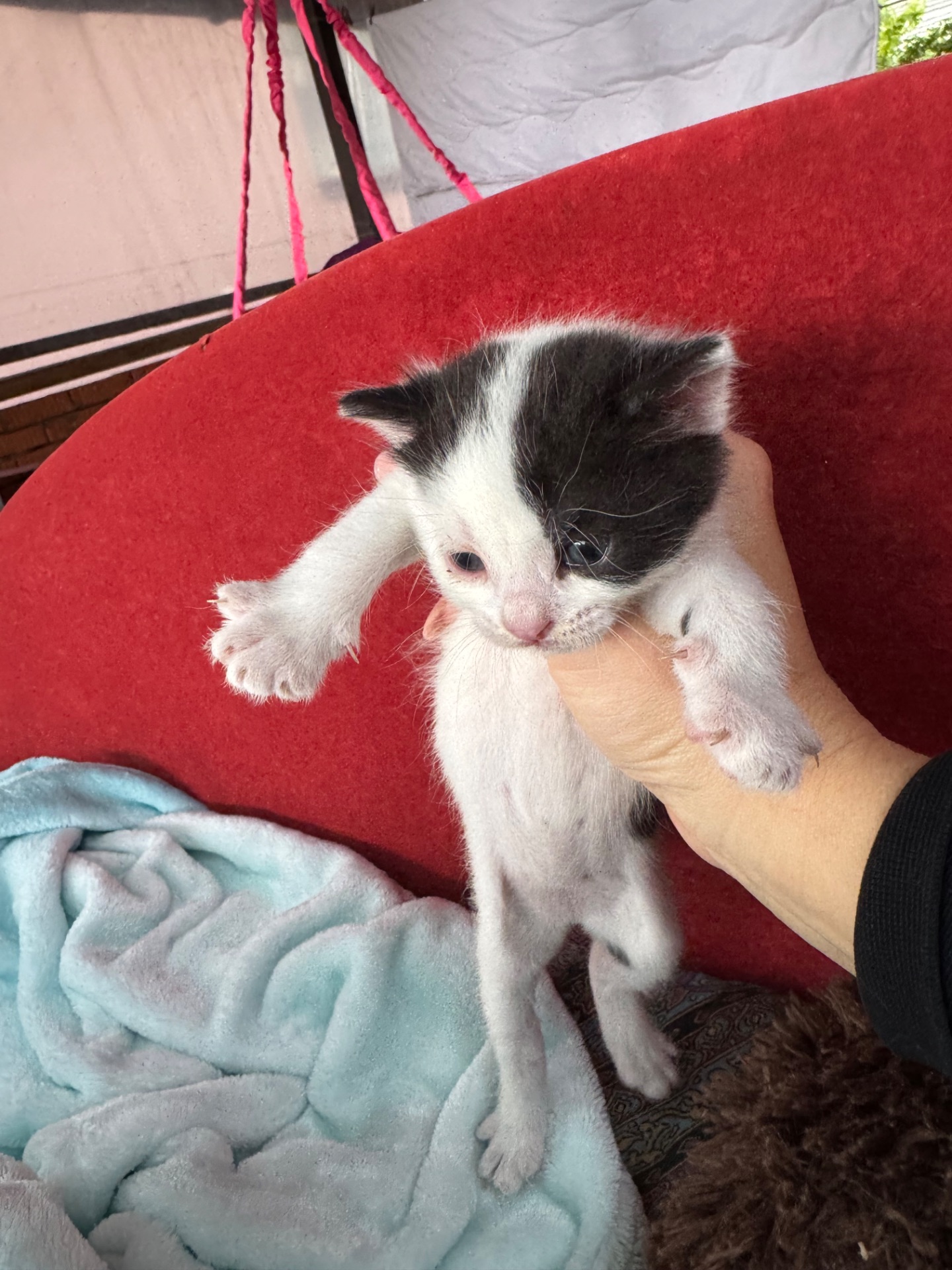 Кошенята шукають родину