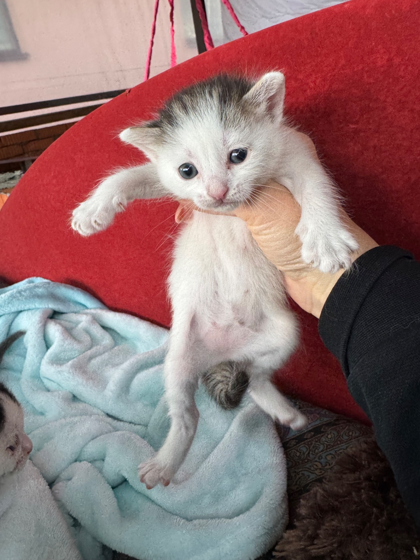 Кошенята шукають родину