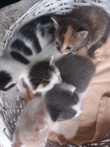 Кошенята шукають родину