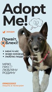 Врятоване цуценя шукає дім безкоштовно в добрі руки щенок ищет дом