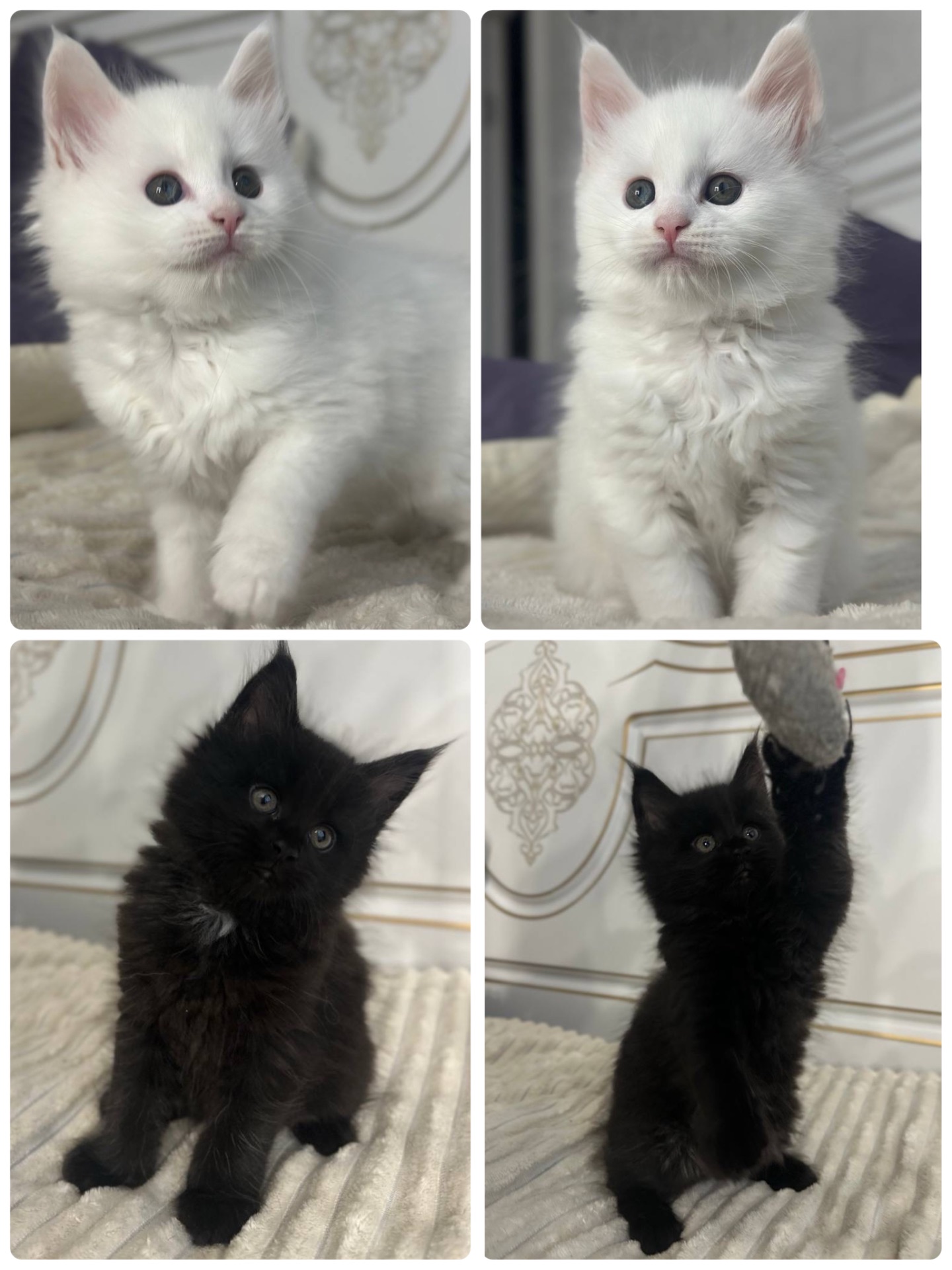 Кошенята