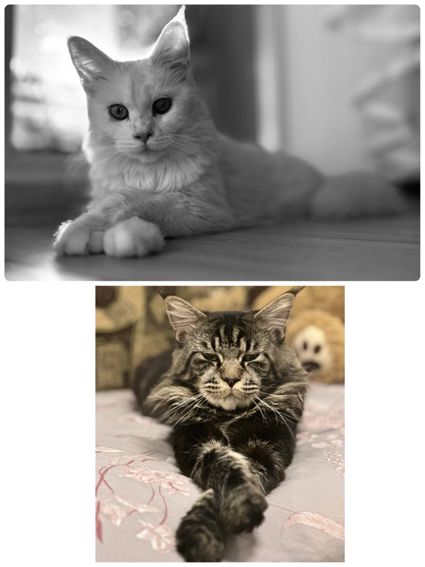 Кошенята
