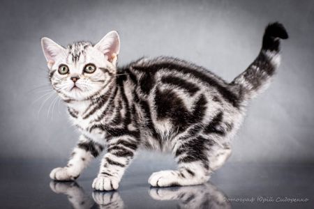 Американська короткошерста дівчинка