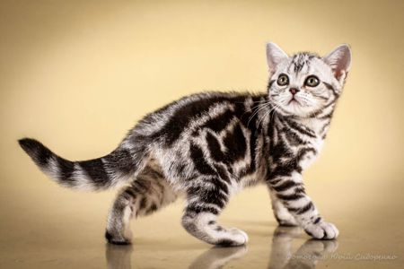 Американська короткошерста дівчинка