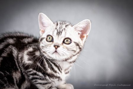 Американська короткошерста дівчинка