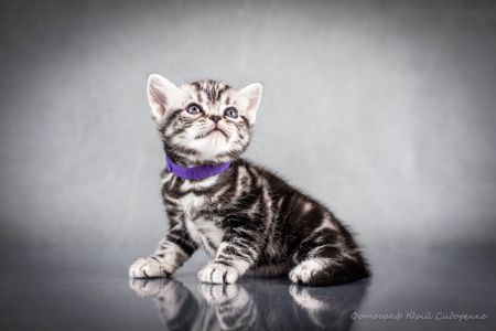 Американська короткошерста Хлопчик