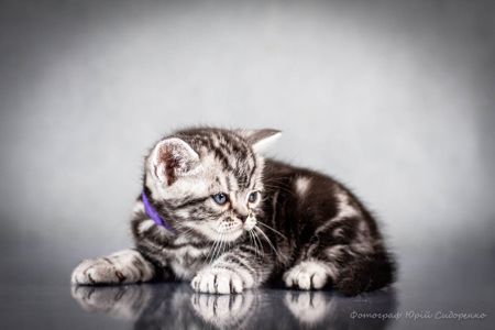 Американська короткошерста Хлопчик
