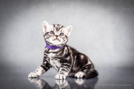 Американська короткошерста Хлопчик