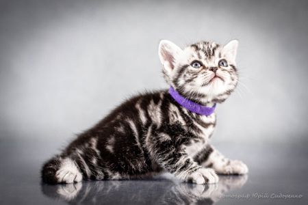 Американська короткошерста Хлопчик