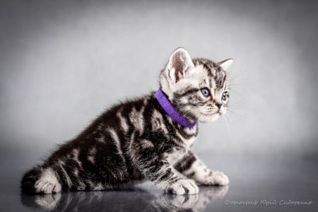 Американська короткошерста Хлопчик