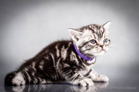 Американська короткошерста Хлопчик
