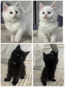 Кошенята