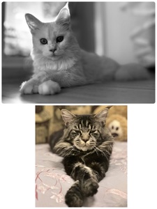 Кошенята