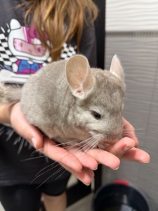 Шиншилла