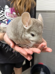 Шиншилла