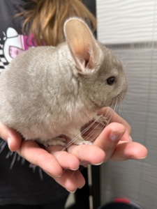 Шиншилла