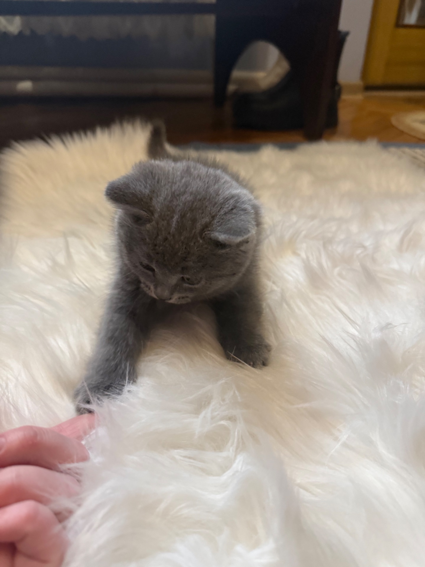 Шотландський прямовухий хлопчик