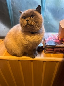 Шотландський прямовухий хлопчик