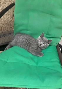 Шотландський прямовухий хлопчик