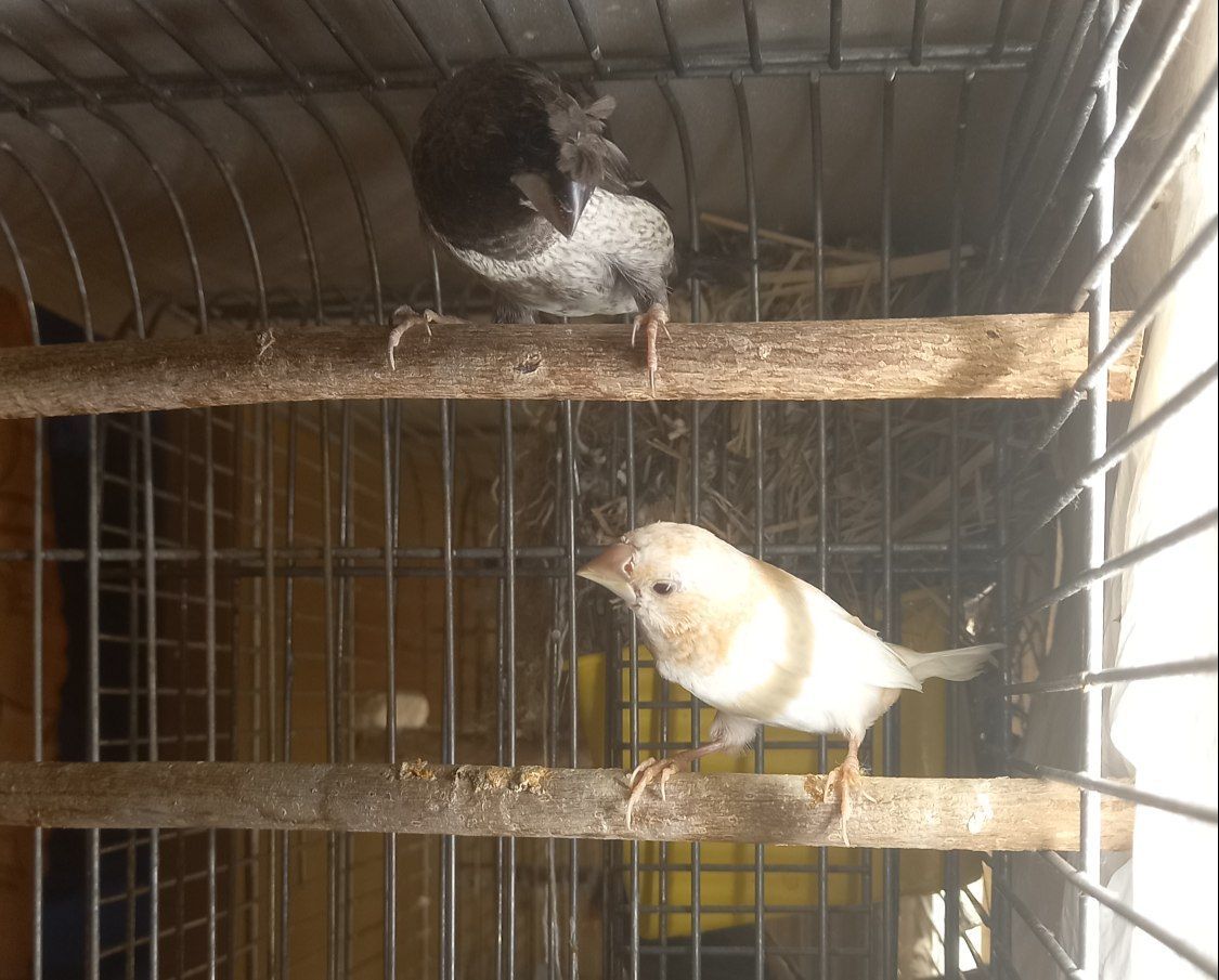 Пара японських амадини