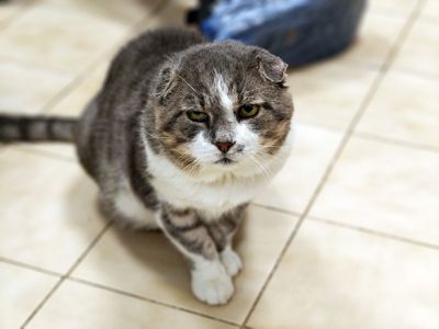 Бойовий кіт Матвій шукає дім