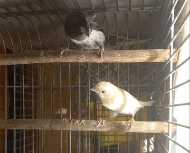 Пара японських амадини