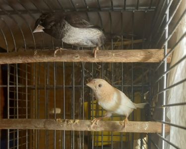 Пара японських амадини