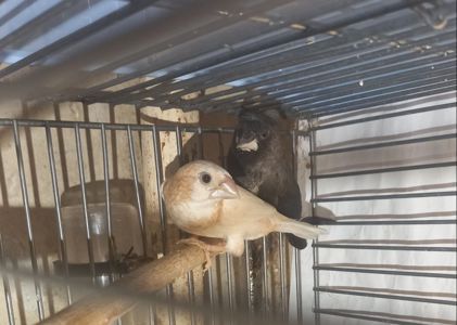 Пара японських амадини