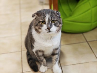 Бойовий кіт Матвій шукає дім