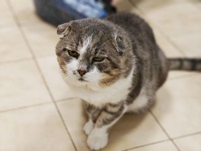 Бойовий кіт Матвій шукає дім