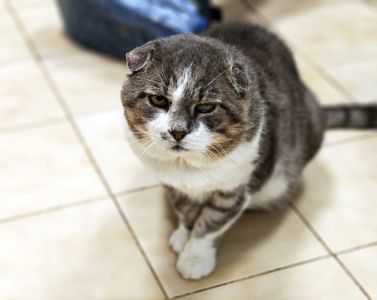 Бойовий кіт Матвій шукає дім