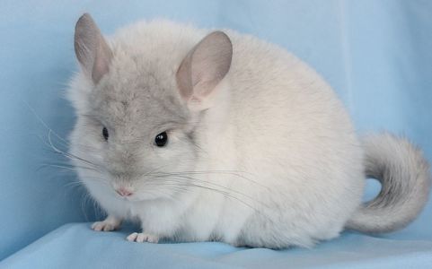 Шиншила хлопчик білий ангора