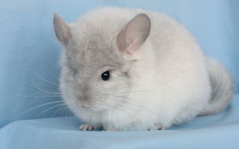 Шиншила хлопчик білий ангора