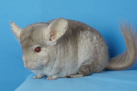 Шиншила дівчинка бежевий сапфір
