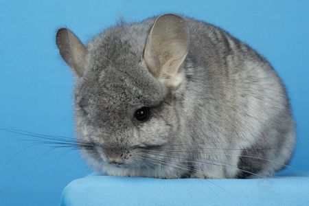 Дівчинка шиншила стандартна ангора
