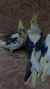 Попугайчики Корелла выкормыши ручные