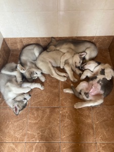 Цуценята маламута