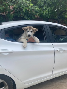 Цуценята маламута