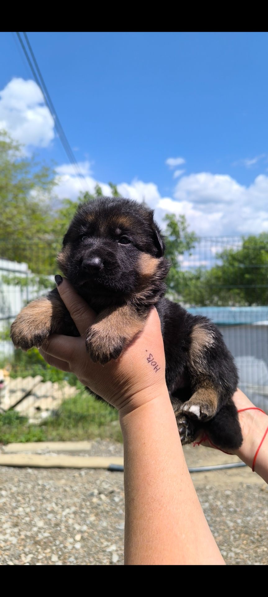Високородне цуценя німецької вівчарки шоу стандарт, 1 місяці