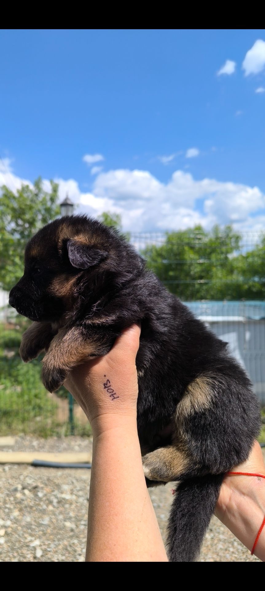 Високородне цуценя німецької вівчарки шоу стандарт, 1 місяці