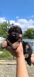 Високородне цуценя німецької вівчарки шоу стандарт, 1 місяці