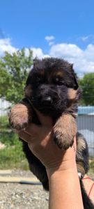 Високородне цуценя німецької вівчарки шоу стандарт, 1 місяці