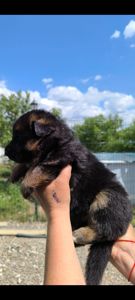 Високородне цуценя німецької вівчарки шоу стандарт, 1 місяці