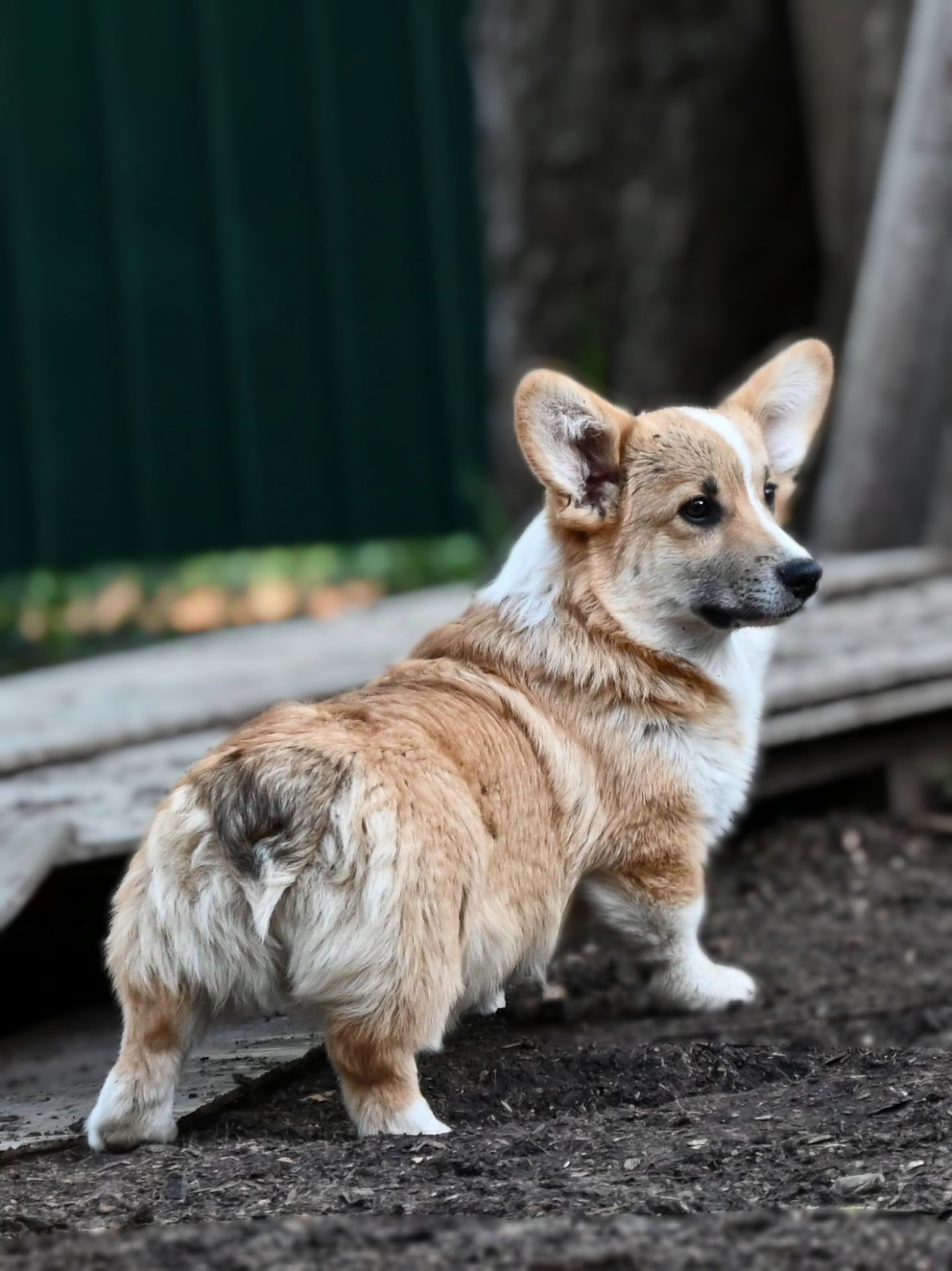 Вельш коргі пемброк хлопчик бобтейл