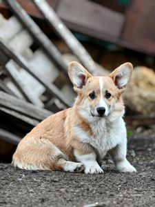 Вельш коргі пемброк хлопчик бобтейл