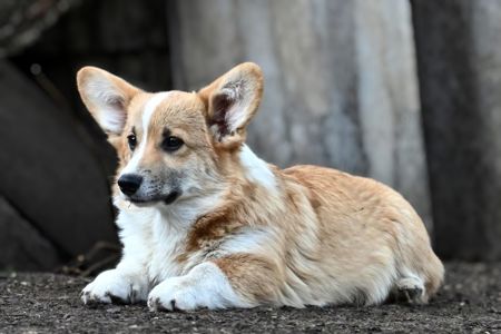 Вельш коргі пемброк хлопчик бобтейл